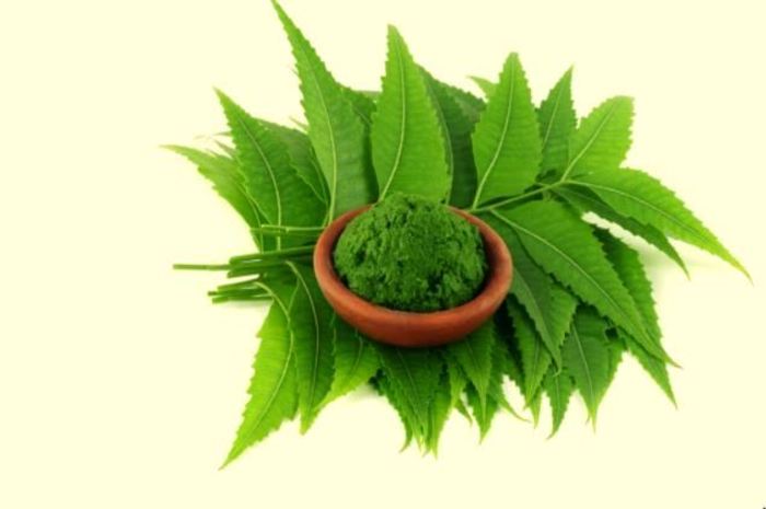 uses of neem