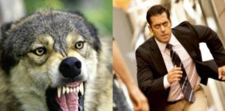 Dabangg Salman Khan is seen fighting with wolves in 'Tiger Jinda Hai'