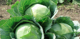 Cabbage