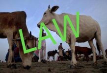 new laws of Gau hatya