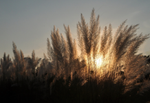 Kassh Ek Duniya Aisi Bhi Ho