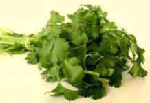 coriander
