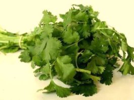 coriander