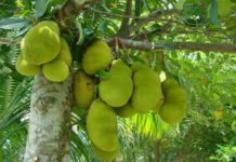Jackfruit.