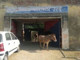 donkeys locked in jail