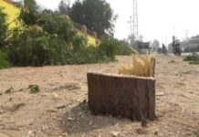 tree cutting in churu