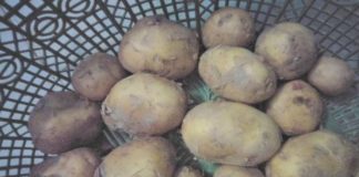 patato