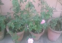 With scent in flowers Are also bite