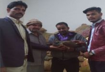 सीकर जिला में राष्ट्रीय पक्षी मोर के बचाये प्राण National birds save lives of peacocks