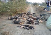 Cattle recovered