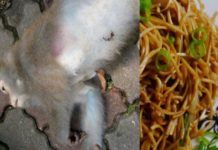 तो क्या, अमरोहा में ‘चाऊमीन की चटनी’ खाने से हो रही है बंदरों की मौत Dead Monkey