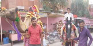 राजगढ़ में निकली गणगौरी तीज की सवारी