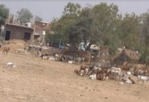 Cow condition in muraina