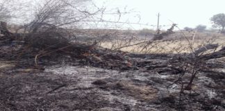 श्योपुर जिले में किसी अंजान व्यक्ति ने लगायी खड़ी फसल में आग