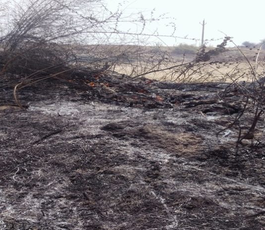 श्योपुर जिले में किसी अंजान व्यक्ति ने लगायी खड़ी फसल में आग