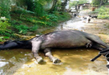 लुनेरा में रोग से आधा दर्जन पशु मरे